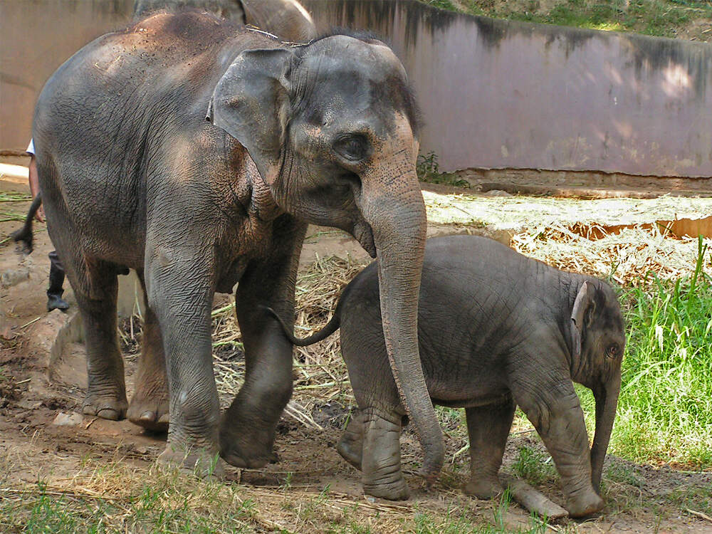 115 001 001 001 elephas maximus chiangmai PD2