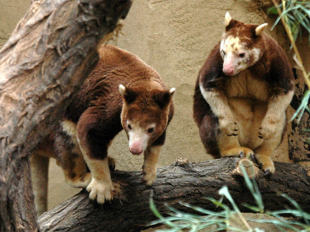 102 012 006 006 dendrolagus matschiei duisburg KR1