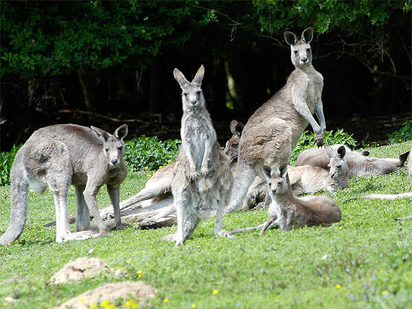 102 012 011 007 macropus giganteus NWD Presse