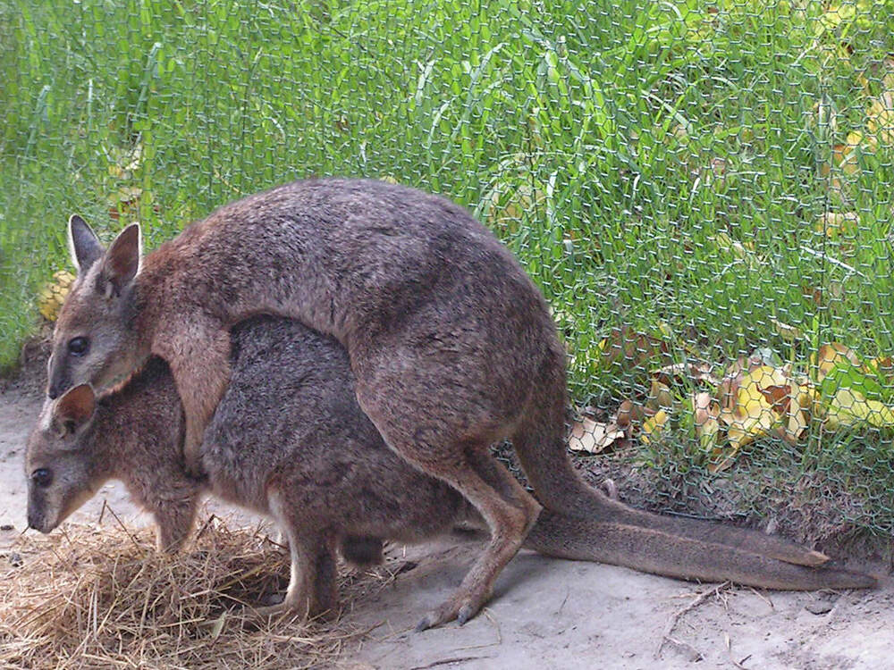 102 012 011 010 macropus parma budapest PD1