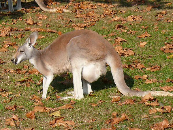 102 012 012 001 macropus rufus STU PD