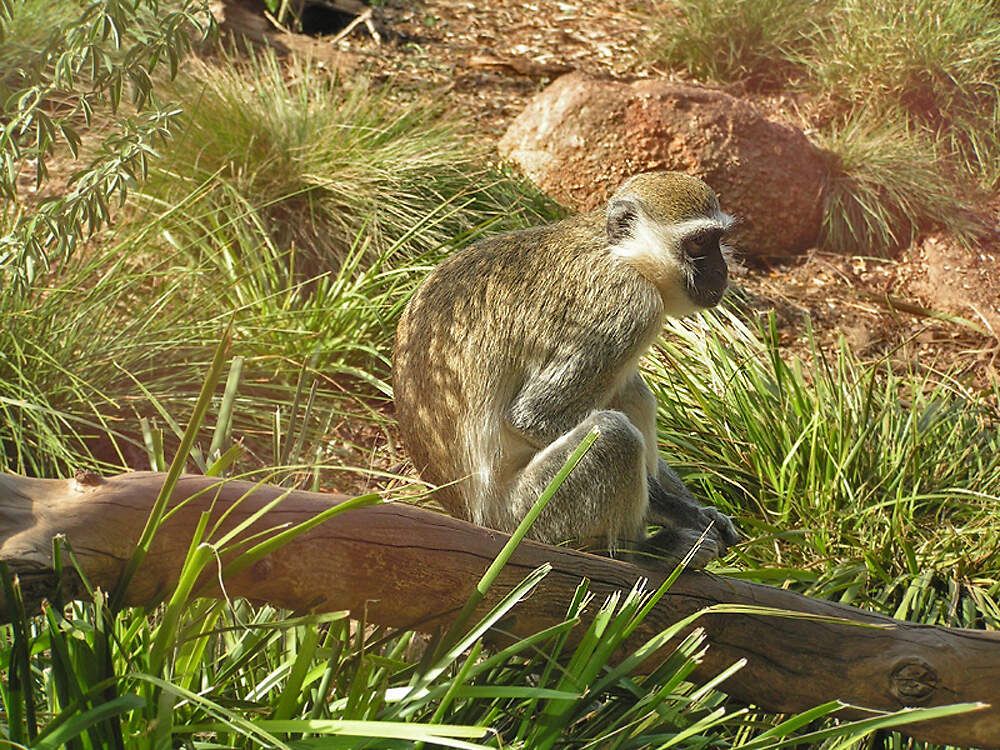 106 008 002 001 cercopithecus aethiops werribee PD1