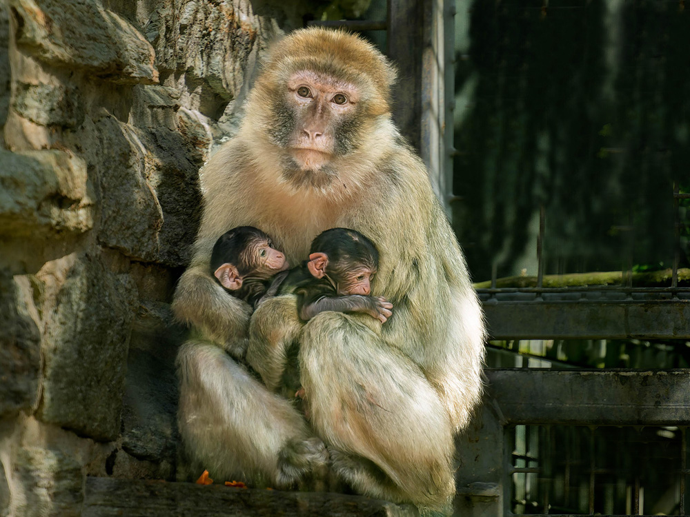 106 008 003 012 macaca sylvanus opel opel zwillinge