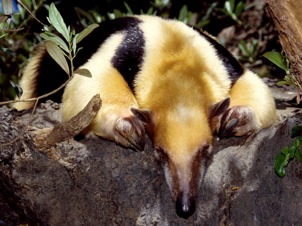 107 001 003 002 tamandua tetradactyla BAR KR2