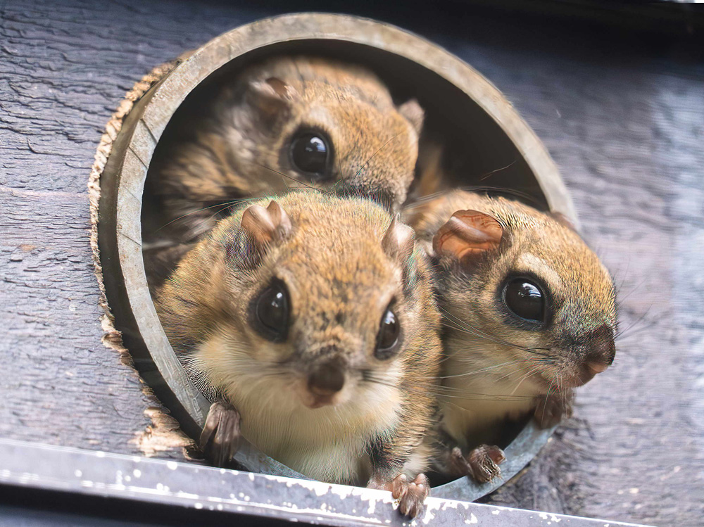 europ-isches-gleith-rnchen-zootier-lexikon