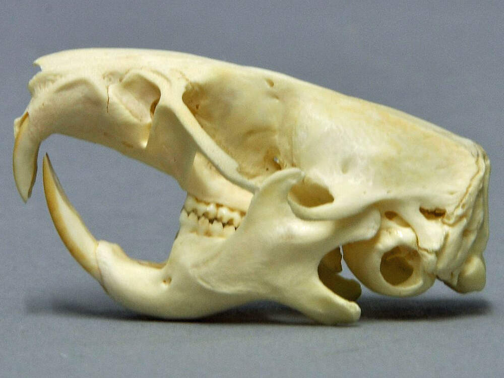 110 008 011 001 cricetus cricetus skull wiesbaden