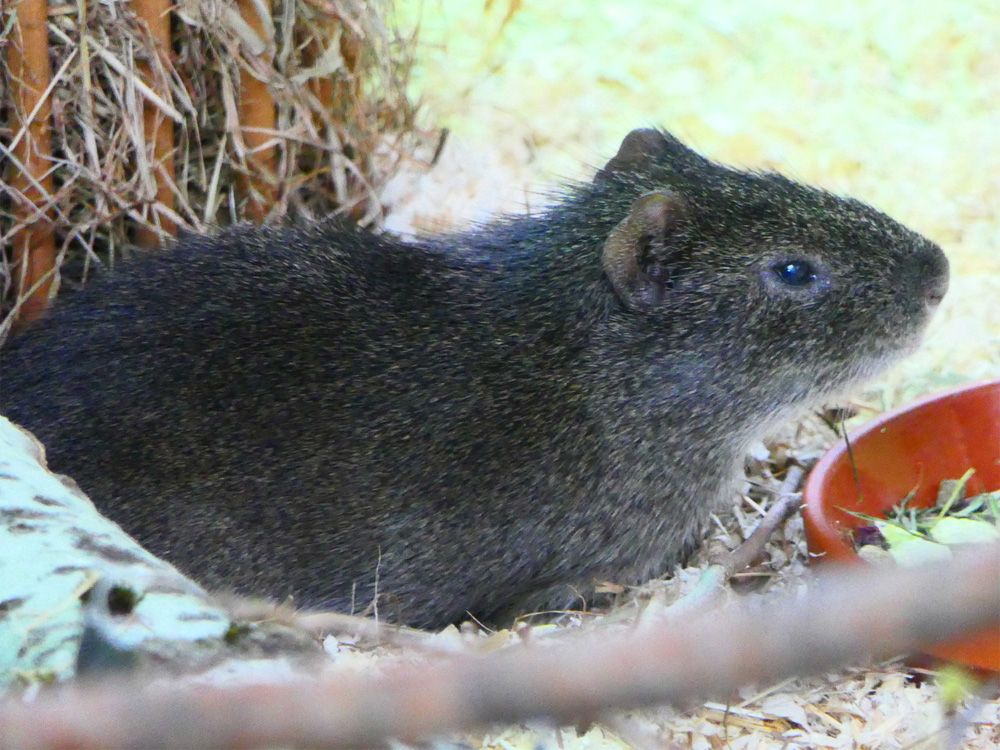 110 019 001 001 cavia aperea potsdam PD1
