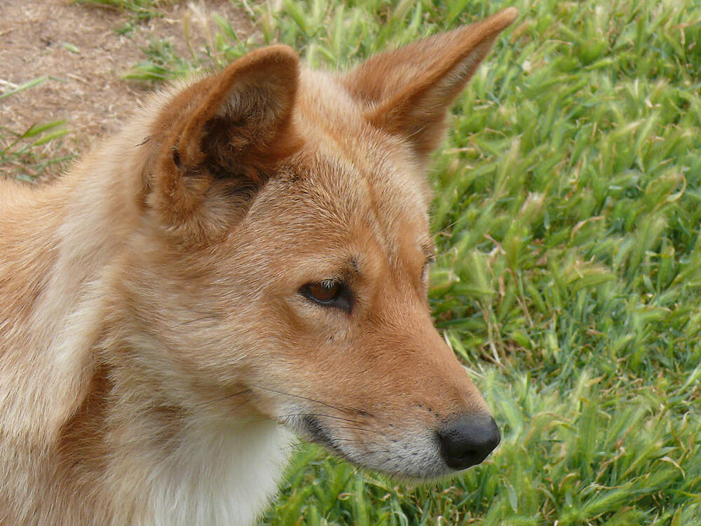 112 001 003 005a canis lupus f dingo urimbirra PD1