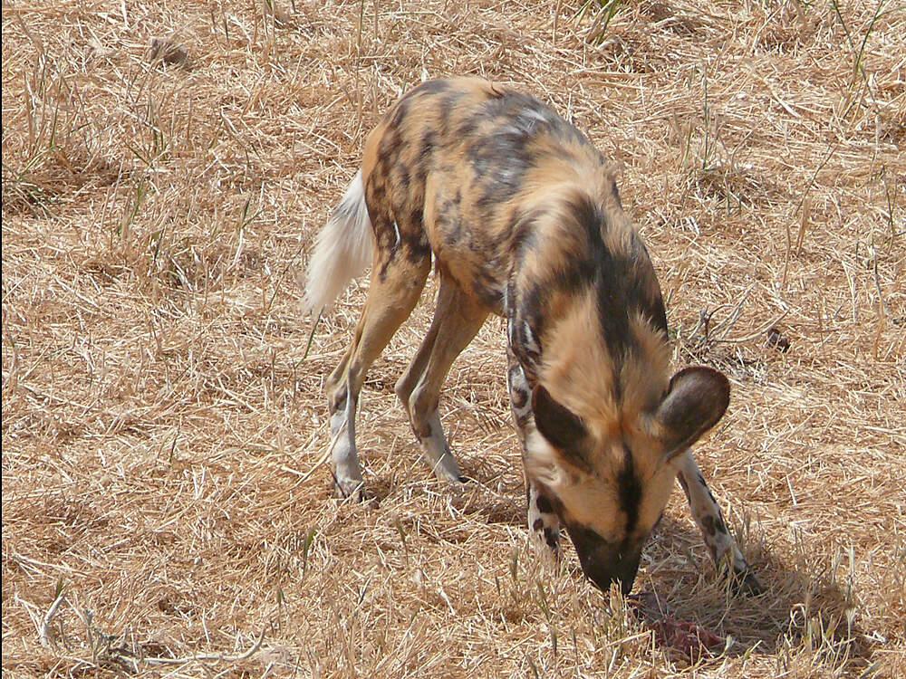 112 001 010 001 lycaon pictus monarto PD1