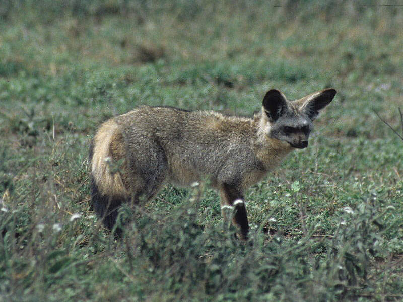 112 001 012 001 otocyon megalotis serengeti PD1