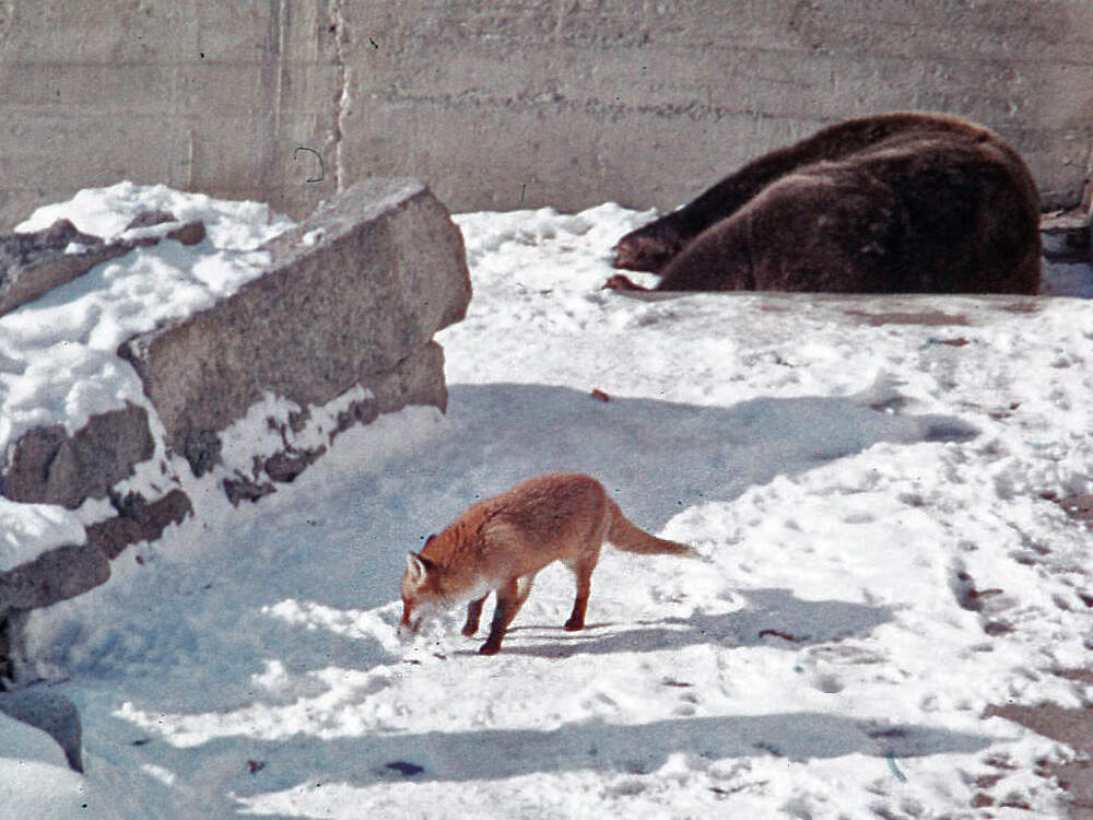 112 001 015 010 vulpes vulpes baer innsbr PD1