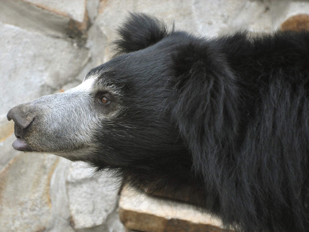 112 002 003 001 melursus ursinus inornatus moskau KR2