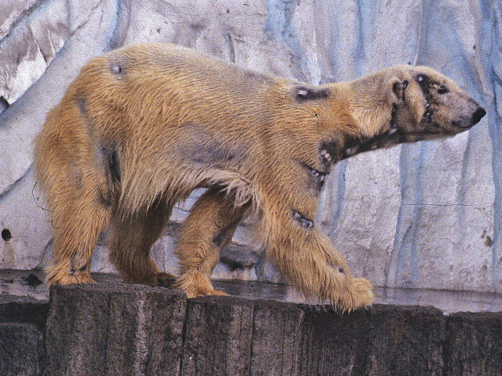 112 002 006 003 ursus maritimus ueno PD1