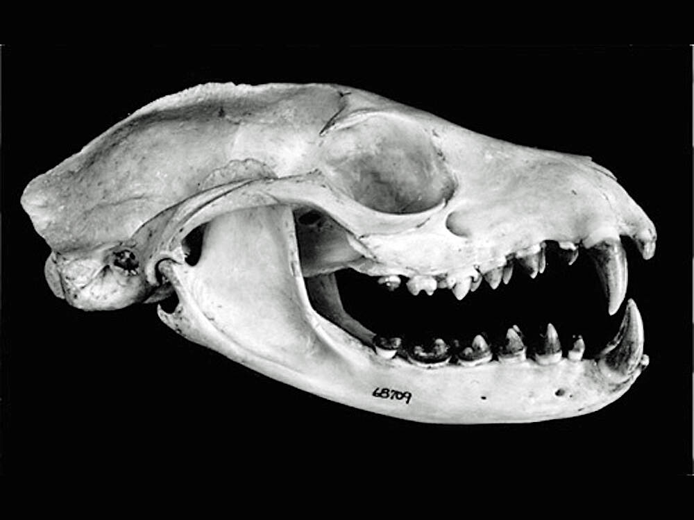 112 005 008 001 arctogalidia trivirgata skull michigan