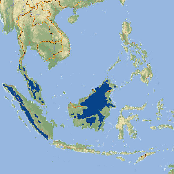 112 005 017 001 hemigalus derbyanus map