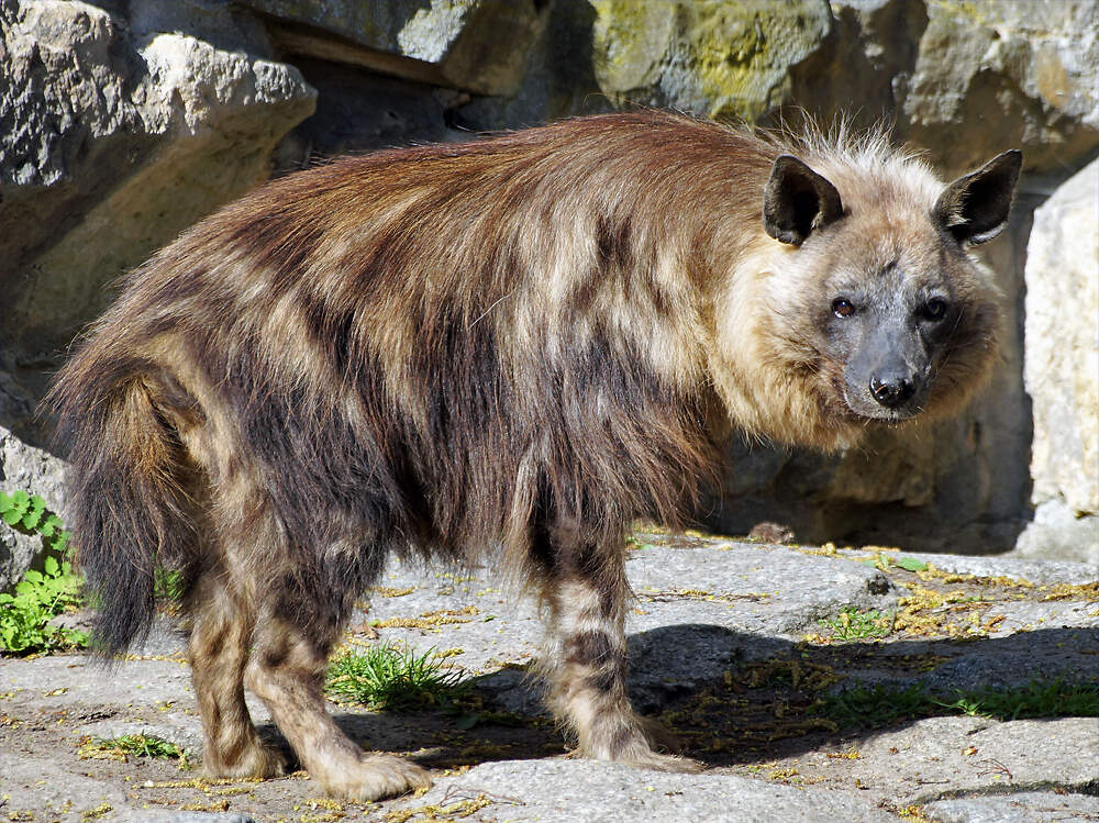 112 006 002 001 hyaena brunnea TPB wDreier1