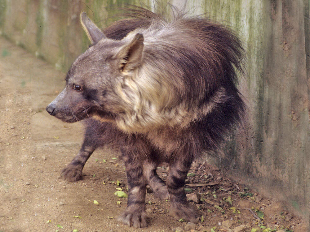 112 006 002 001 hyaena brunnea santiago PD1