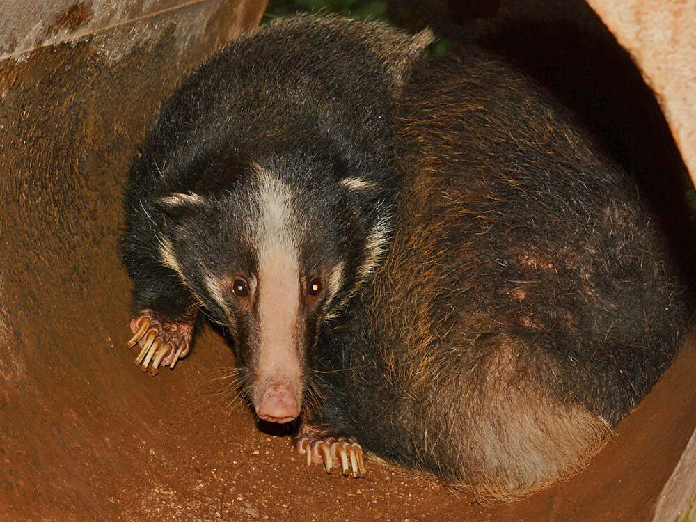 112 004 012 001 arctonyx collaris hoevenii batu jPfleiderer