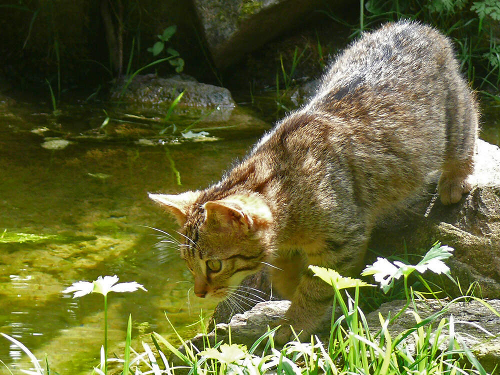 112 007 001 026 felis silvestris silvestris langenberg PD1