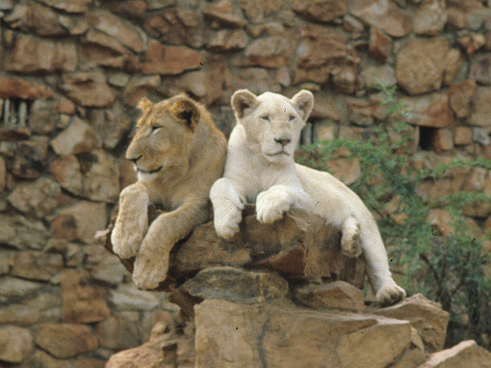 112 007 002 001 panthera leo joburg PD1