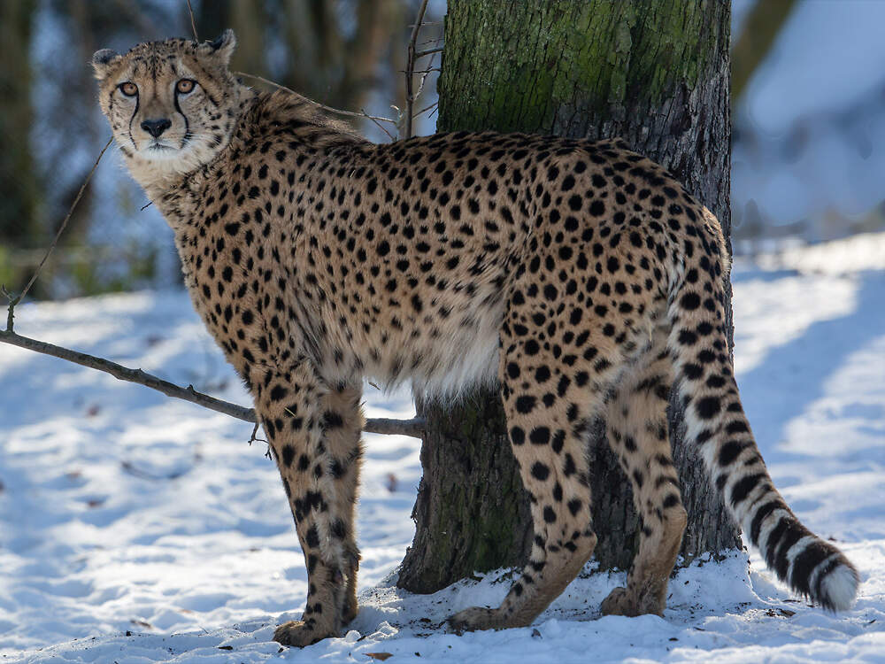 112 007 003 001 acinonyx jubatus KRO schnee KRO