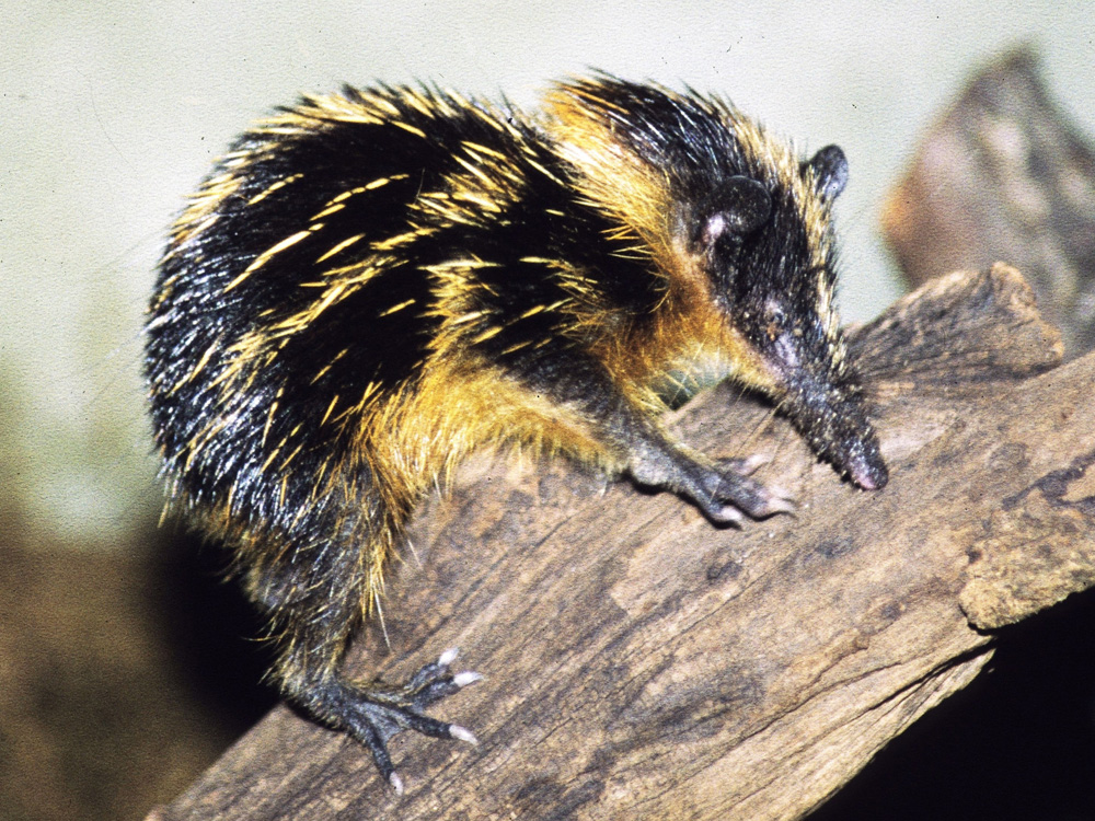Tiefland Streifentanrek Zootier Lexikon tiefland-streifentanrek-zootier-lexikon