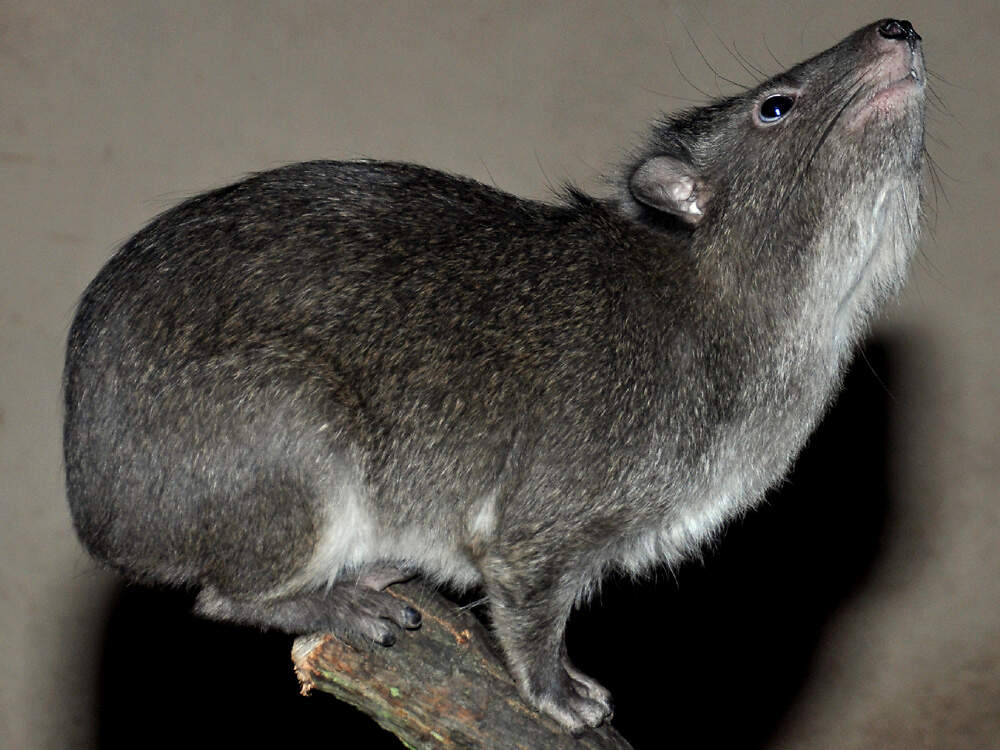 116 001 001 001 dendrohyrax arboreus pilsen KR6