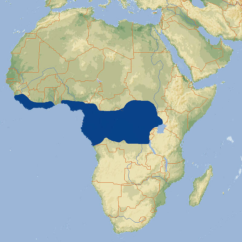 116 001 001 002 dendrohyrax dorsalis map