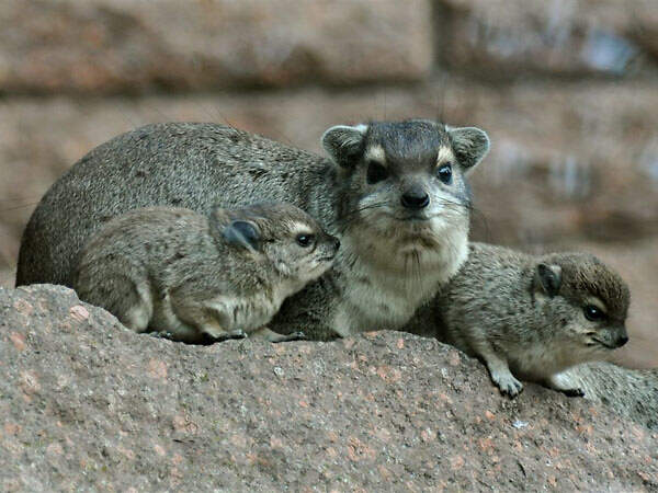 116 001 002 001 heterohyrax brucei TPB Rudloff