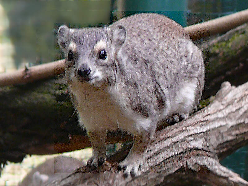 116 001 002 001 heterohyrax brucei cottbus PD1