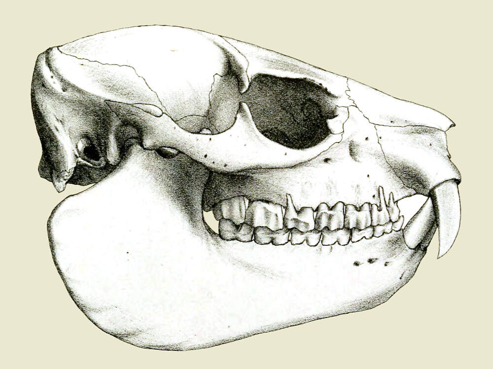 116 001 002 001 heterohyrax brucei skull gray