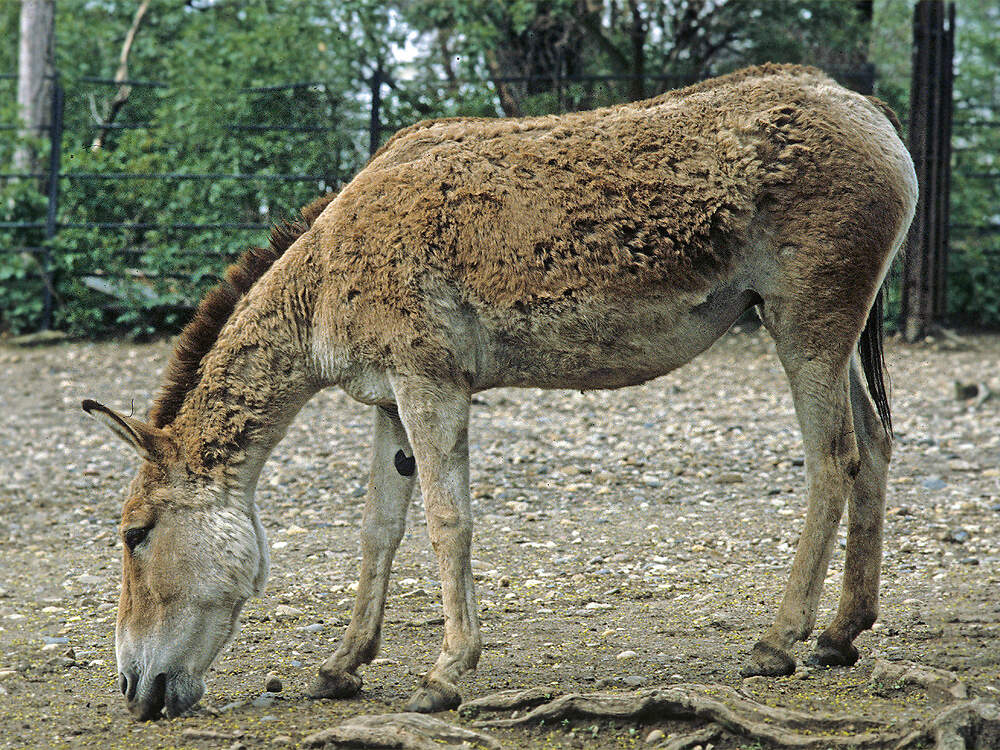 118 001 001 005 equus hemionus kulan prag PD2