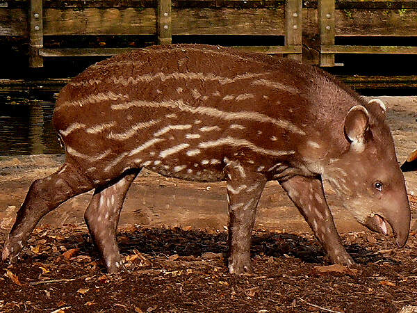 118 002 001 004 tapirus terrestris KRE PD