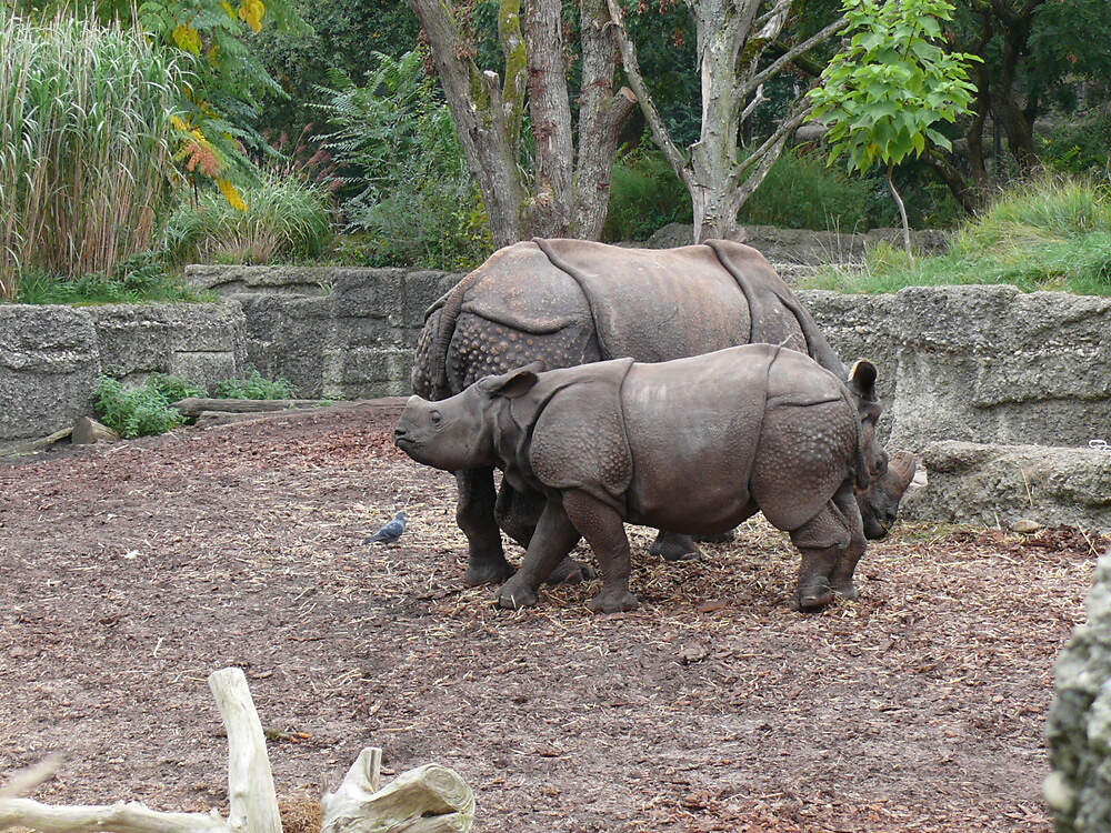 118 003 004 002 rhinoceros unicornis BSL PD1