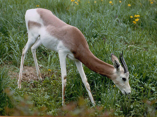 119 009 025 002 gazella dama ruficollis dvur PD