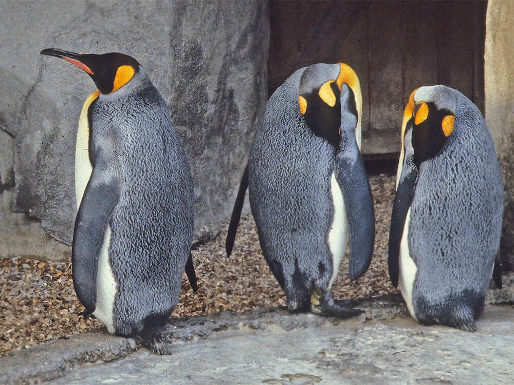 206 001 001 003 aptenodytes patagonicus pariszoo PD2