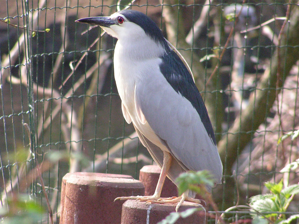 211 001 011 003 nycticorax nycticorax AMS PD1