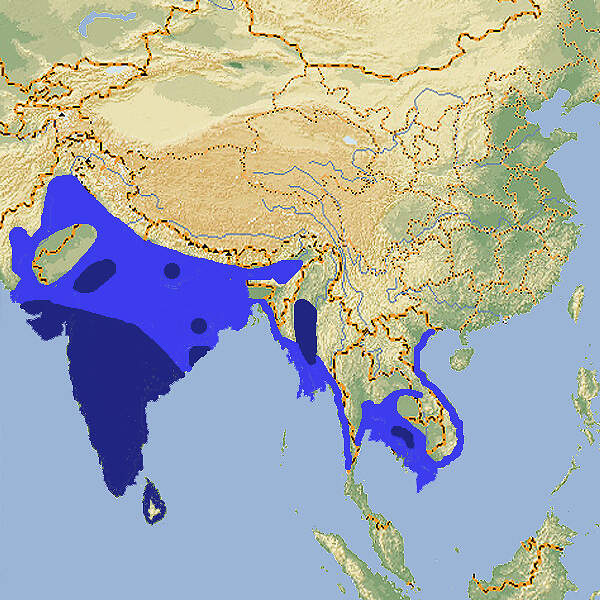 211 004 006 005 Mycteria leucocephala map