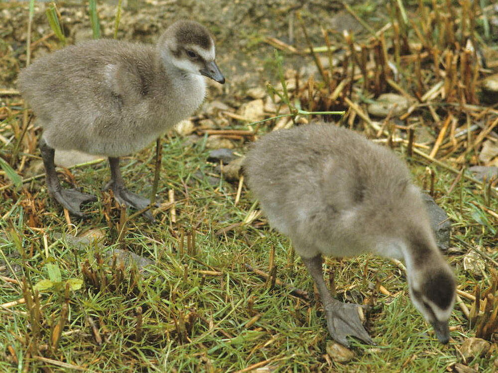 212 002 003 003 branta canadensis juv slimbridge PD2