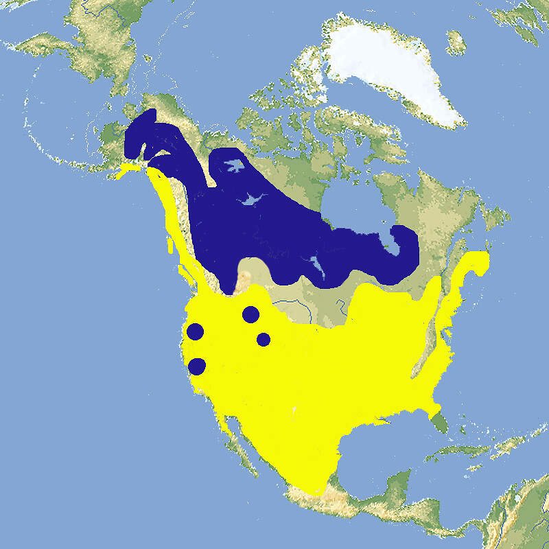 212 002 015 001 bucephala albeola map