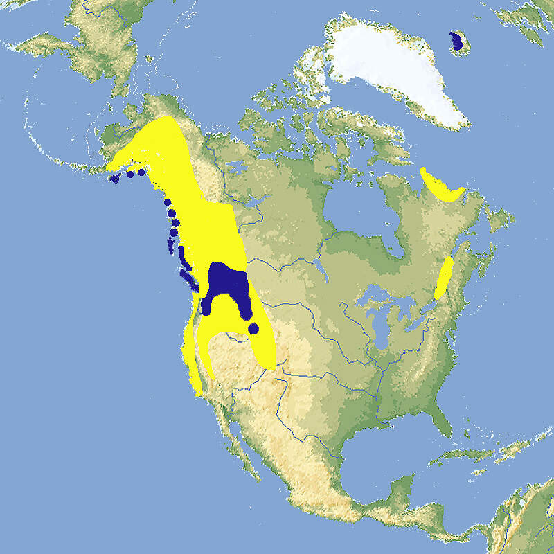 212 002 015 003 bucephala islandica map