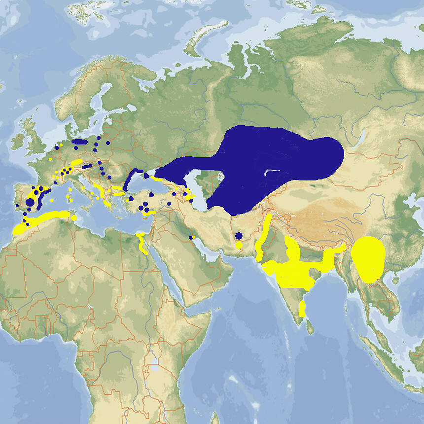 212 002 031 004 netta rufina map