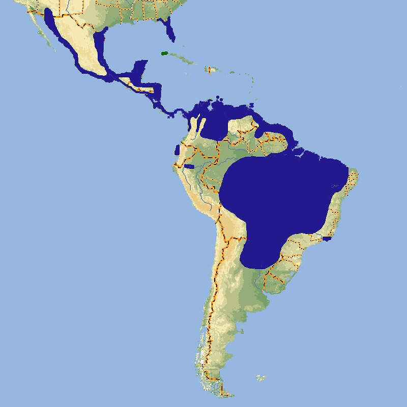 212 002 007 003 dendrocygna autumnalis map