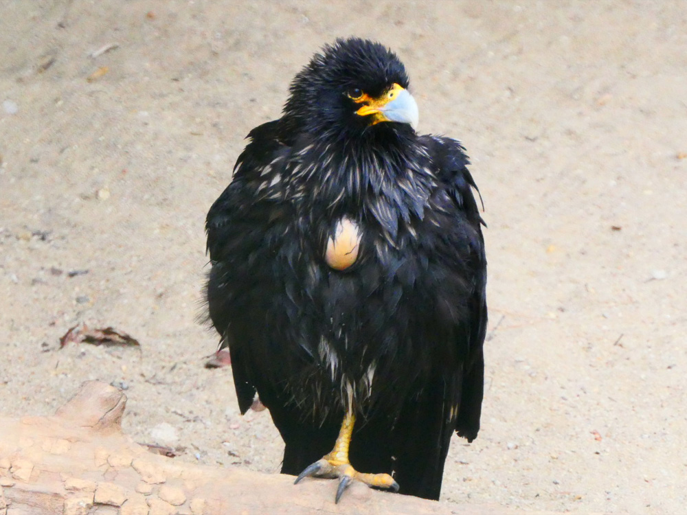 213 005 007 003 phalcoboenus australis cottbus PD1