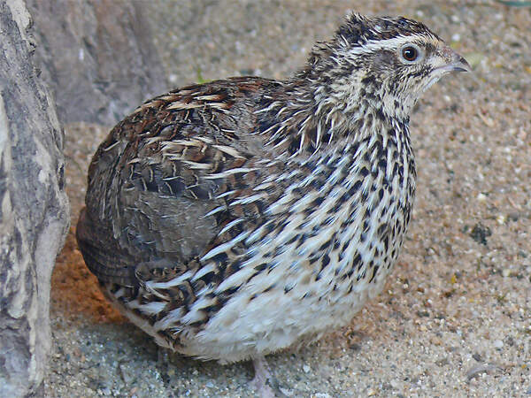 214 003 029 005 coturnix japonica halle PD