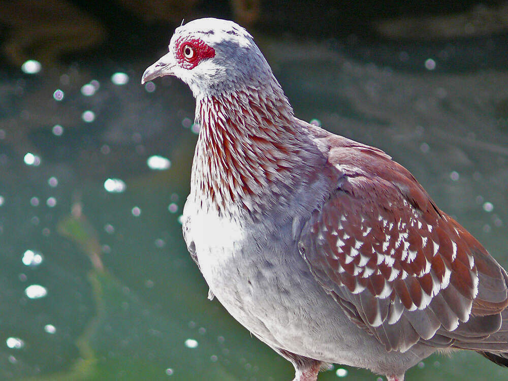 217 003 006 017 columba guinea lanzarote PD1