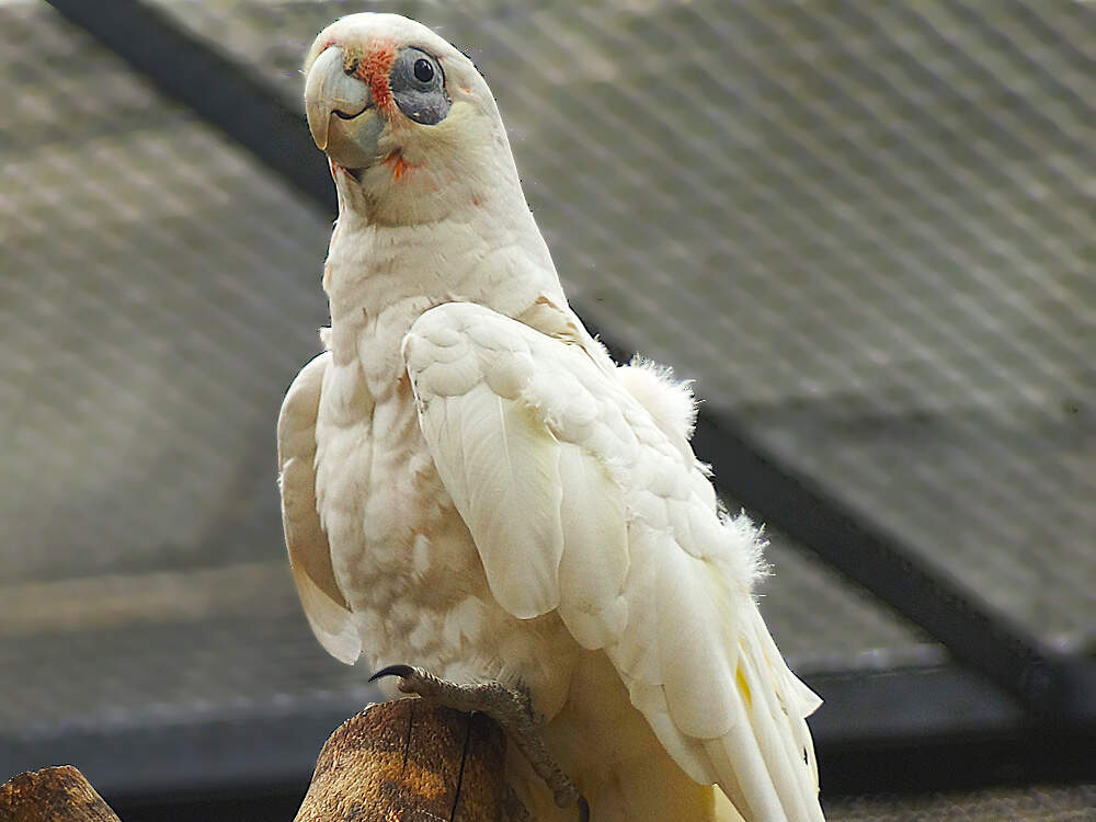 218 002 001 010 cacatua sanguinea TPB wDreier1