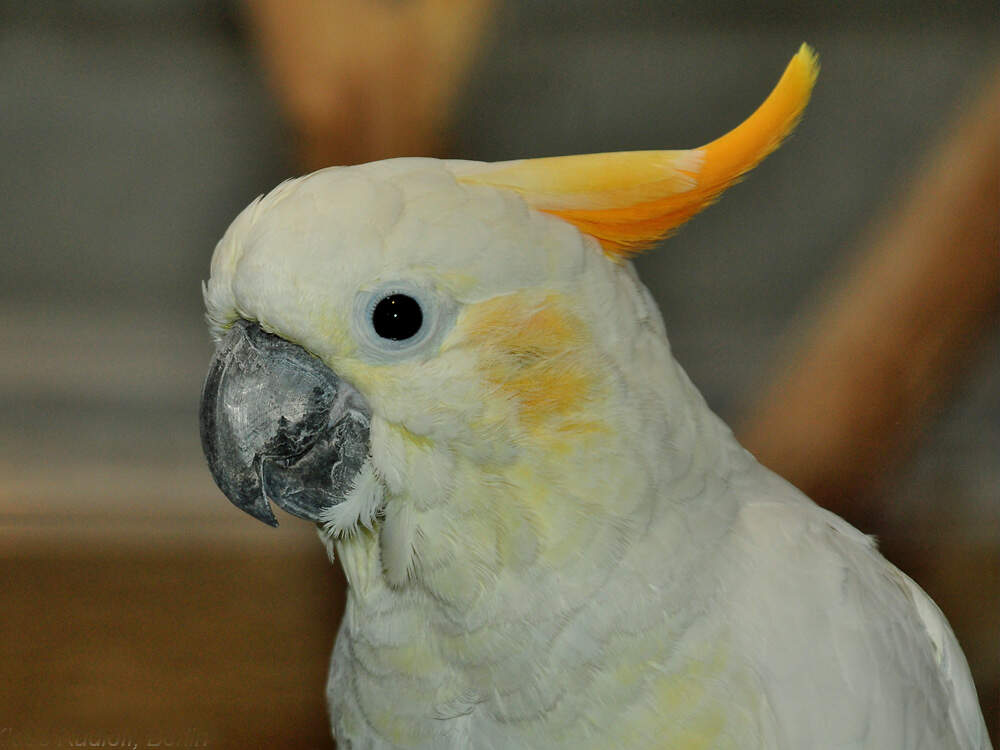 218 002 001 011 cacatua sulphurea BER KR1