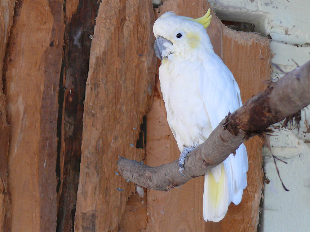 218 002 001 011 cacatua sulphurea fulda PD1