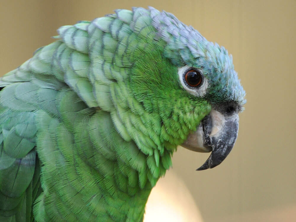 218 003 005 013 amazona farinosa guatemalae veldhoven pfleiderer